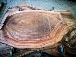 Holzplatte Ulme 21031